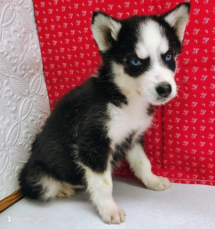 Koda – Siberian Husky puppy for sale in Iowa, IA