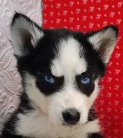 Koda, a male Siberian Husky for sale in Iowa, IA – Photo 2 of 5