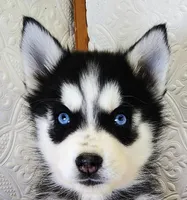 Kona, a female Siberian Husky for sale in Iowa, IA – Photo 3 of 5