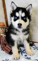 Kona, a female Siberian Husky for sale in Iowa, IA – Photo 2 of 5