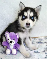 Kona, a female Siberian Husky for sale in Iowa, IA – Photo 1 of 5