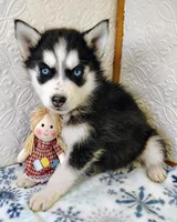 Kona, a female Siberian Husky for sale in Iowa, IA – Photo 5 of 5