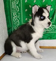 Niko, a male Siberian Husky for sale in Iowa, IA – Photo 4 of 5