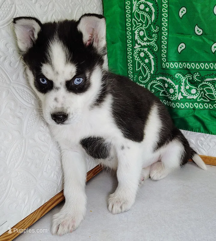 Niko, a male Siberian Husky for sale in Iowa, IA – Photo 1 of 5