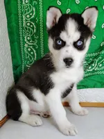 Niko, a male Siberian Husky for sale in Iowa, IA – Photo 3 of 5