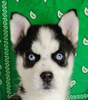 Niko, a male Siberian Husky for sale in Iowa, IA – Photo 2 of 5