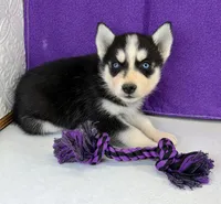 Sheba, a female Siberian Husky for sale in Iowa, IA – Photo 1 of 5