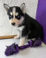 Sheba, a female Siberian Husky for sale in Iowa, IA – Photo 2 of 5