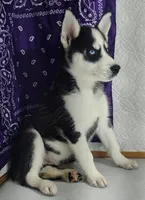 Prince, a male Siberian Husky for sale in Iowa, IA – Photo 4 of 6