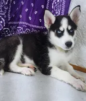 Prince, a male Siberian Husky for sale in Iowa, IA – Photo 5 of 6