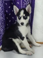 Prince, a male Siberian Husky for sale in Iowa, IA – Photo 2 of 6