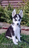 Tommy O, a male Siberian Husky for sale in Iowa, IA – Photo 2 of 7
