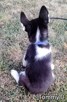 Tommy O, a male Siberian Husky for sale in Iowa, IA – Photo 6 of 7