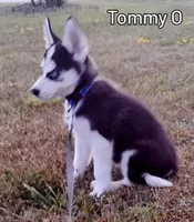 Tommy O, a male Siberian Husky for sale in Iowa, IA – Photo 7 of 7