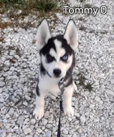 Tommy O, a male Siberian Husky for sale in Iowa, IA – Photo 1 of 7