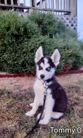 Tommy O, a male Siberian Husky for sale in Iowa, IA – Photo 3 of 7