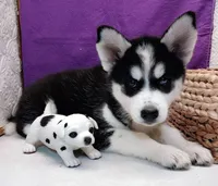 Koda, a female Siberian Husky for sale in Iowa, IA – 2 of 5