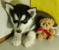 Eliza, a female Siberian Husky for sale in Iowa, IA – 3 of 6
