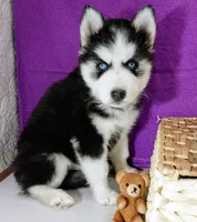 Lizzy, a female Siberian Husky for sale in Iowa, IA – 4 of 6