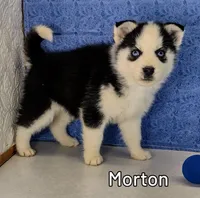 Morton, a male Siberian Husky for sale in Iowa, IA – Photo 5 of 5