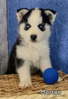 Morton, a male Siberian Husky for sale in Iowa, IA – Photo 4 of 5