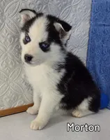 Morton, a male Siberian Husky for sale in Iowa, IA – Photo 1 of 5
