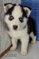 Morton, a male Siberian Husky for sale in Iowa, IA – Photo 2 of 5