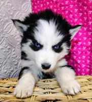 Venus , a female Siberian Husky for sale in Iowa, IA – Photo 6 of 6