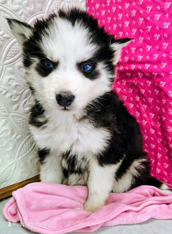 Venus  – Siberian Husky puppy for sale in Iowa, IA