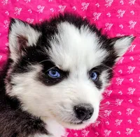 Venus , a female Siberian Husky for sale in Iowa, IA – Photo 3 of 6