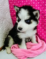 Venus , a female Siberian Husky for sale in Iowa, IA – Photo 4 of 6