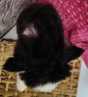 Venus , a female Siberian Husky for sale in Iowa, IA – Photo 5 of 6