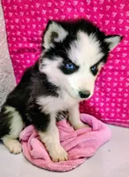Venus , a female Siberian Husky for sale in Iowa, IA – Photo 2 of 6