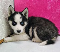 Luna, a female Siberian Husky for sale in Iowa, IA – Photo 5 of 5