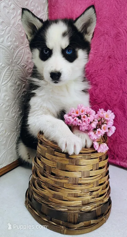 Luna – Siberian Husky puppy on hold in Iowa, IA