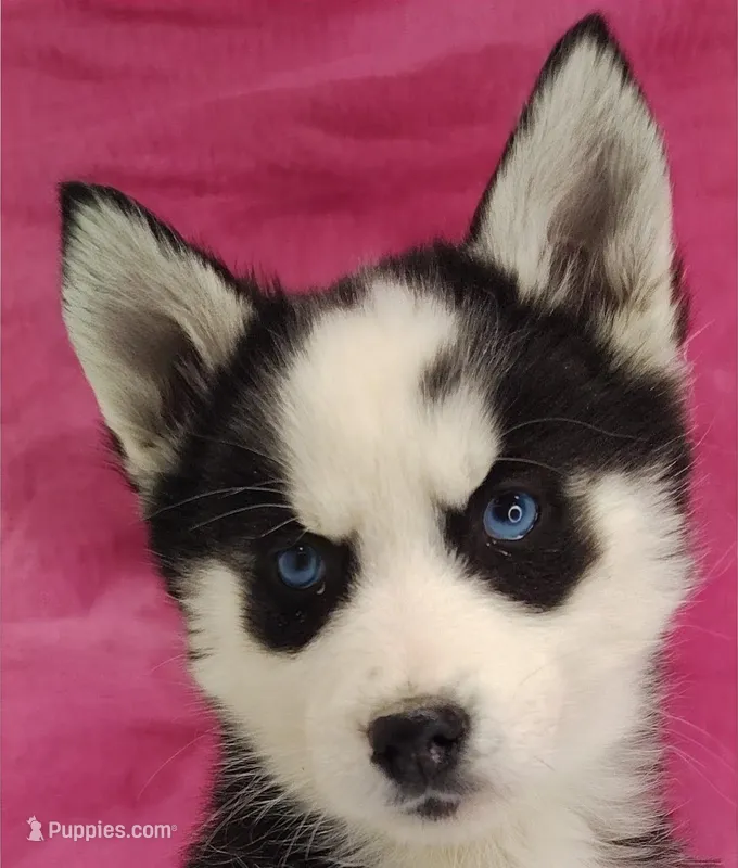 Luna – Siberian Husky puppy for sale in Iowa, IA