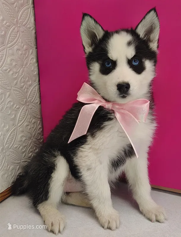 Luna, a female Siberian Husky for sale in Iowa, IA – Photo 1 of 5