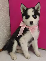 Luna, a female Siberian Husky for sale in Iowa, IA – Photo 1 of 5