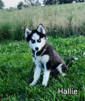 Hallie, a female Siberian Husky for sale in Iowa, IA – Photo 2 of 6
