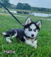 Hallie, a female Siberian Husky for sale in Iowa, IA – Photo 1 of 6
