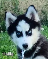 Hallie, a female Siberian Husky for sale in Iowa, IA – Photo 3 of 6