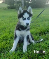 Hallie, a female Siberian Husky for sale in Iowa, IA – Photo 4 of 6