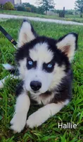 Hallie, a female Siberian Husky for sale in Iowa, IA – Photo 5 of 6