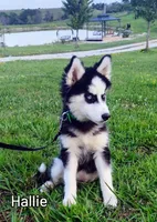 Hallie, a female Siberian Husky for sale in Iowa, IA – Photo 6 of 6