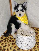 Atlas , a male Siberian Husky for sale in Iowa, IA – Photo 6 of 6