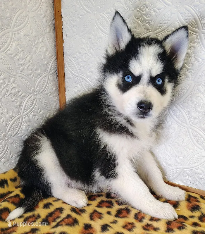 Atlas , a male Siberian Husky for sale in Iowa, IA – Photo 1 of 6
