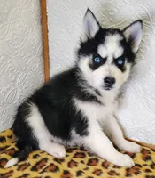 Atlas , a male Siberian Husky for sale in Iowa, IA – Photo 1 of 6