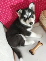 Zook, a male Siberian Husky for sale in Iowa, IA – 3 of 5