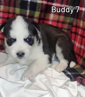 Buddy, a male Siberian Husky for sale in Iowa, IA – Photo 7 of 7