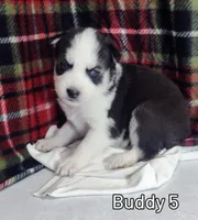 Buddy, a male Siberian Husky for sale in Iowa, IA – Photo 1 of 7